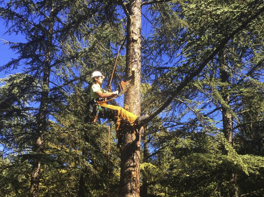 Felling, Pruning and clearing